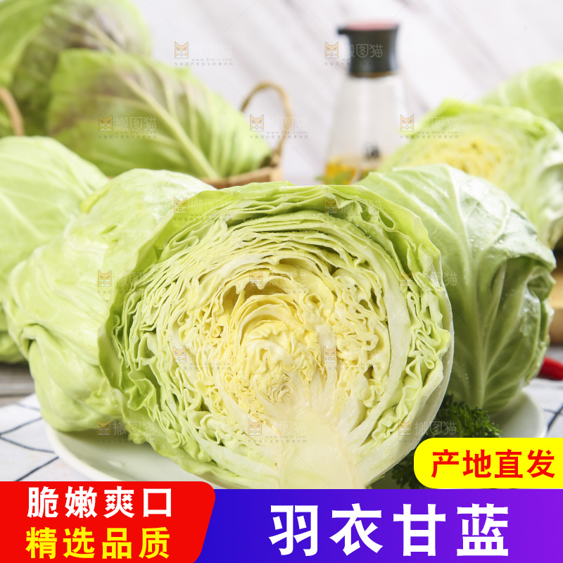白格子底上的甘蓝包菜