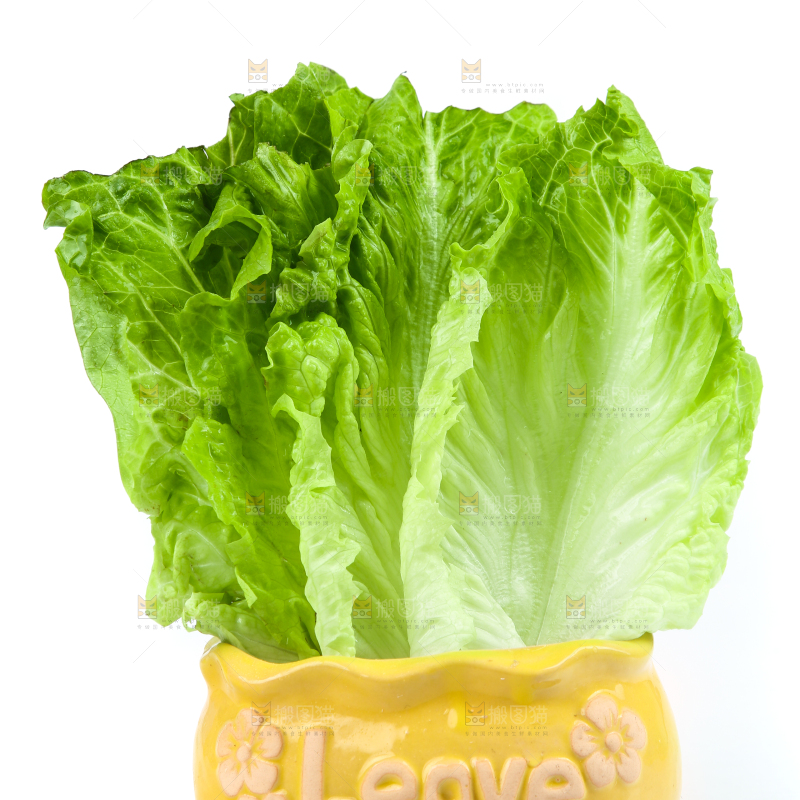白底上的生菜