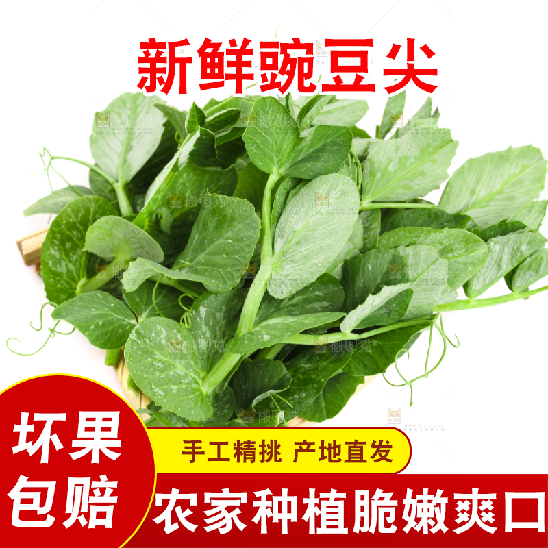 白底上摆放着新鲜豌豆苗