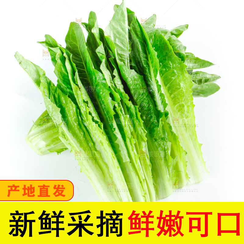 白底上放着油麦菜