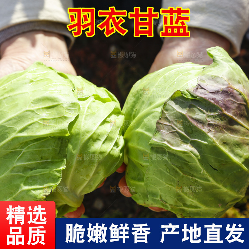 手里拿着包菜