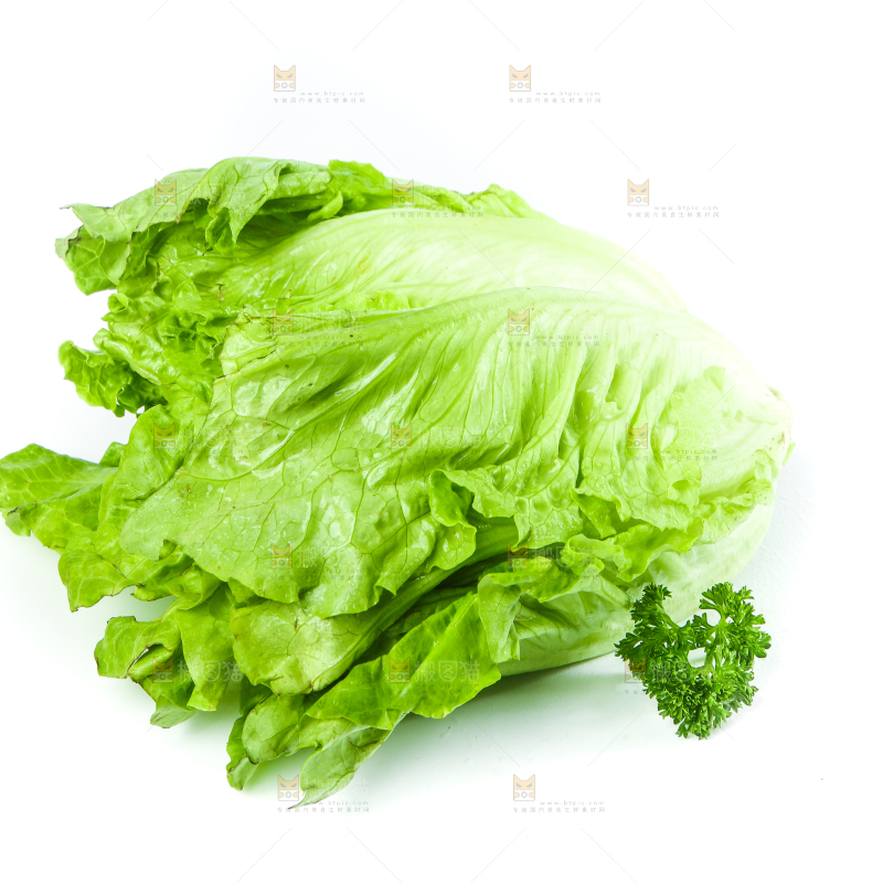 白底上的生菜