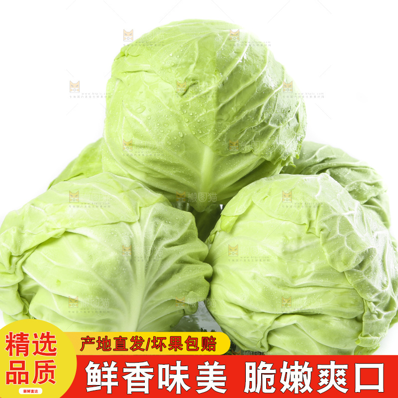 白底上的甘蓝包菜