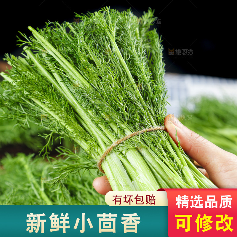 手里拿着小茴香