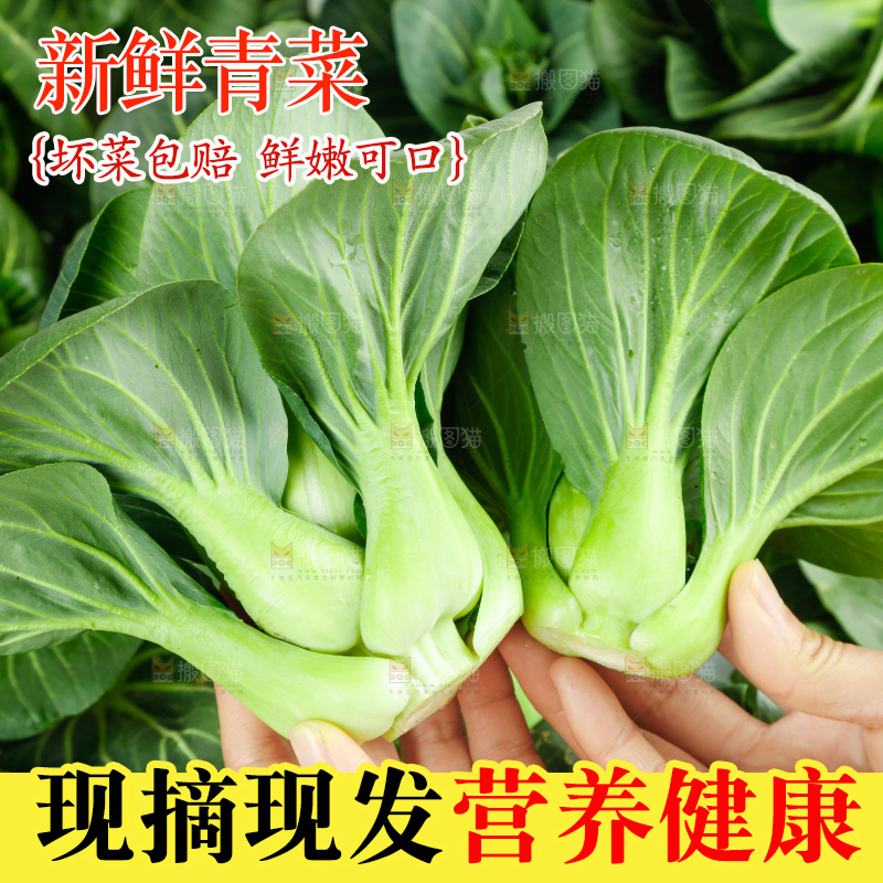 白底上的绿叶菜