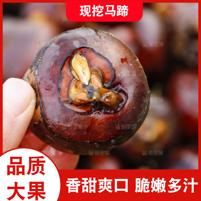 手里拿着马蹄果