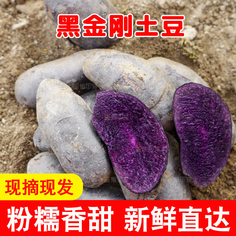土地里的黑皮紫心土豆