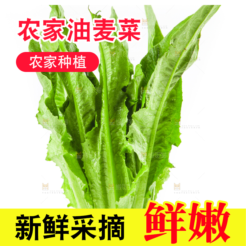 白底上的香麦菜