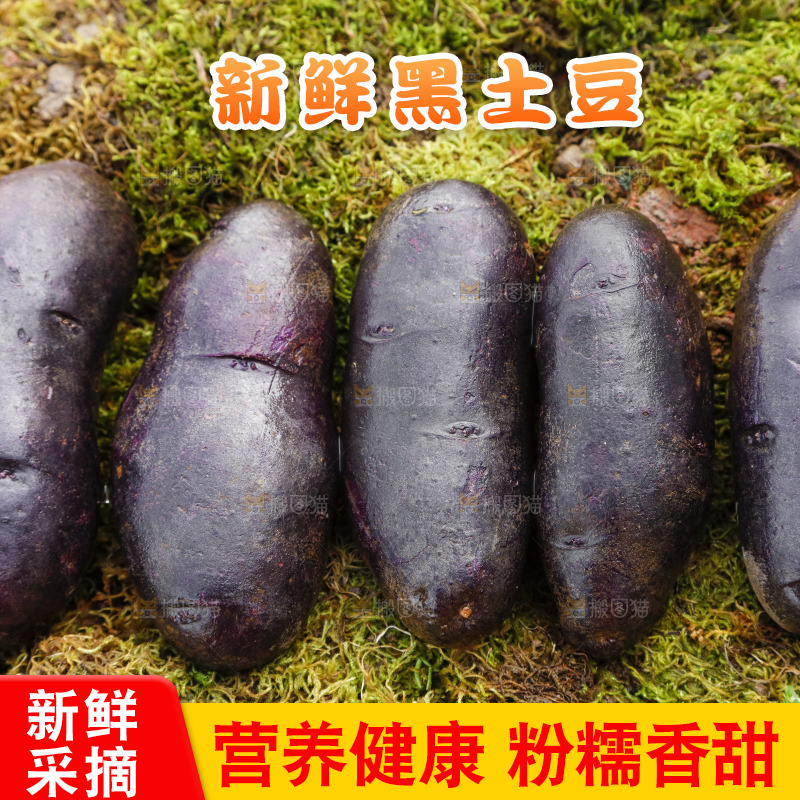 土地上的黑皮紫心土豆