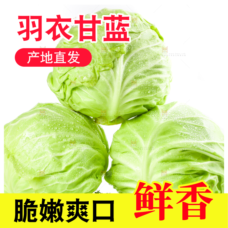 白底上摆放着包菜