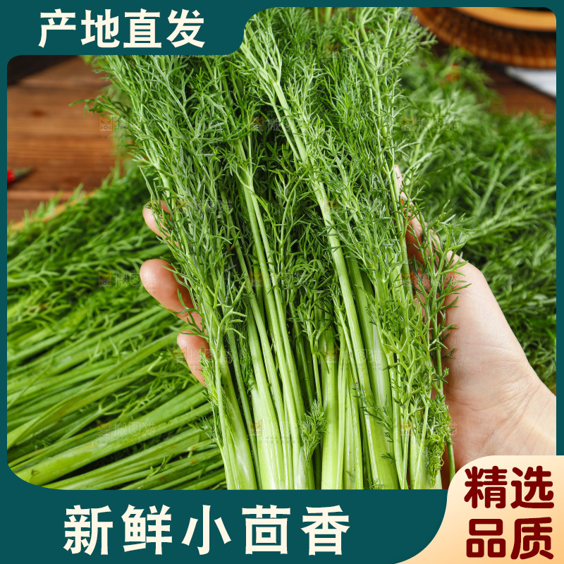 手里拿着小茴香