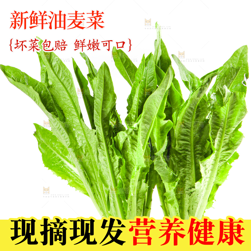 白底上的香麦菜