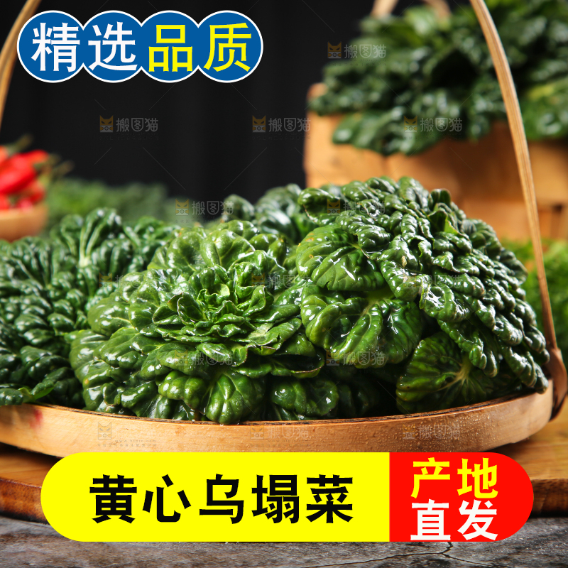 篮子里装着乌塌菜
