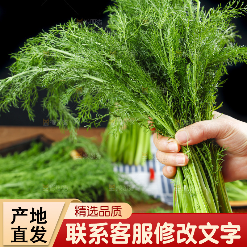 手里拿着小茴香