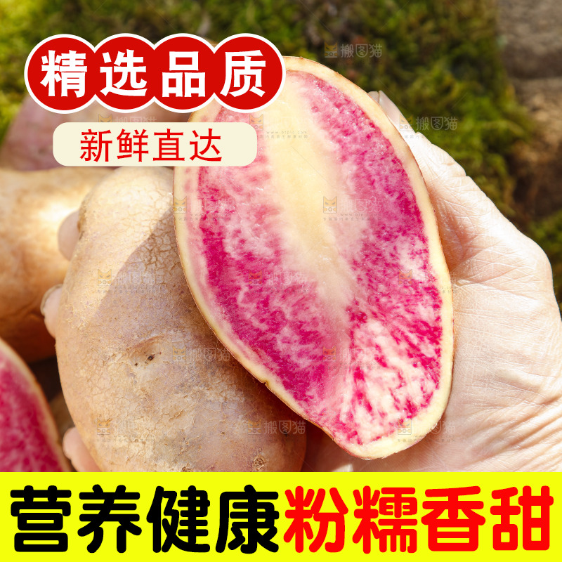 手里拿着丽江七彩土豆