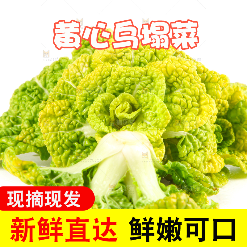 白底上摆放着黄心白菜