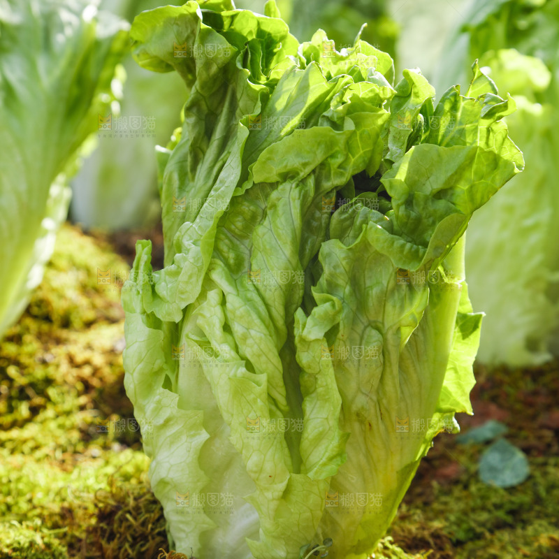草地上放着大叶生菜