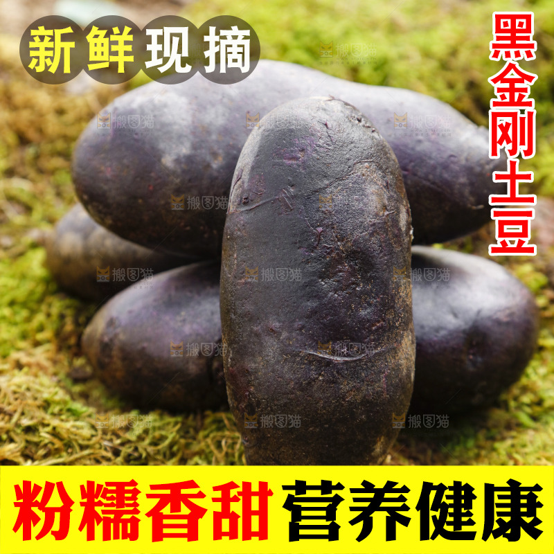 土地上的黑皮紫心土豆