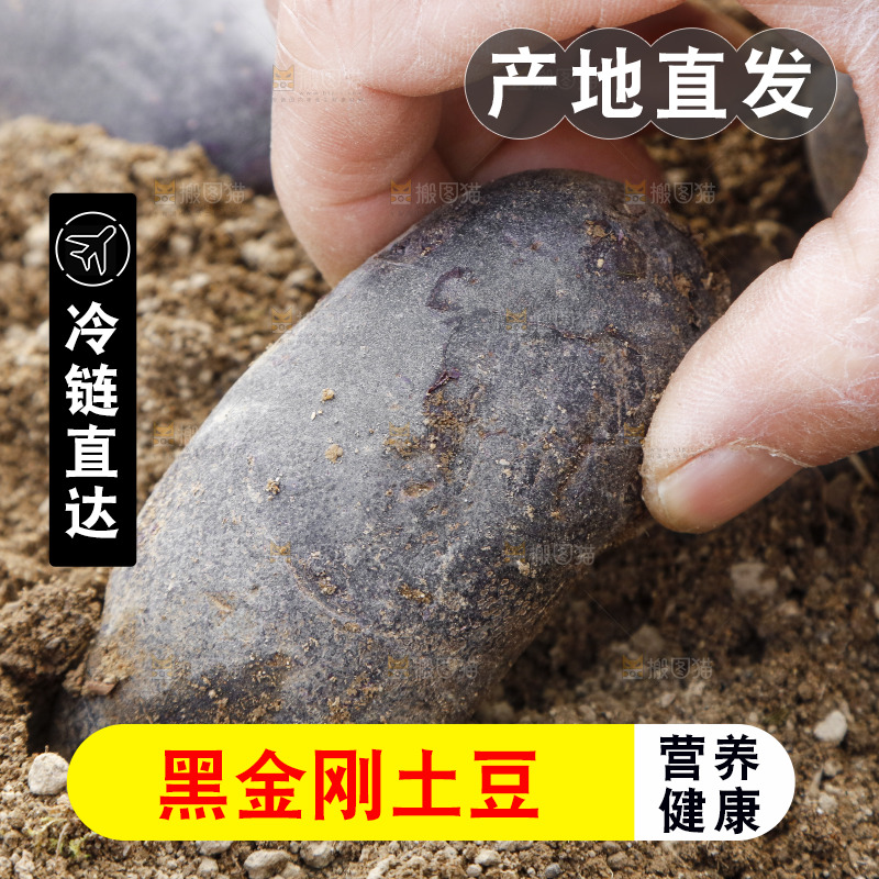 土地里的黑皮紫心土豆