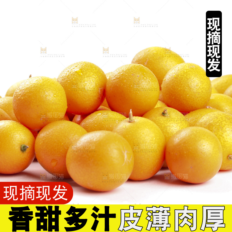 白底上的阳朔脆皮金桔