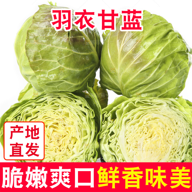 白底上的甘蓝包菜
