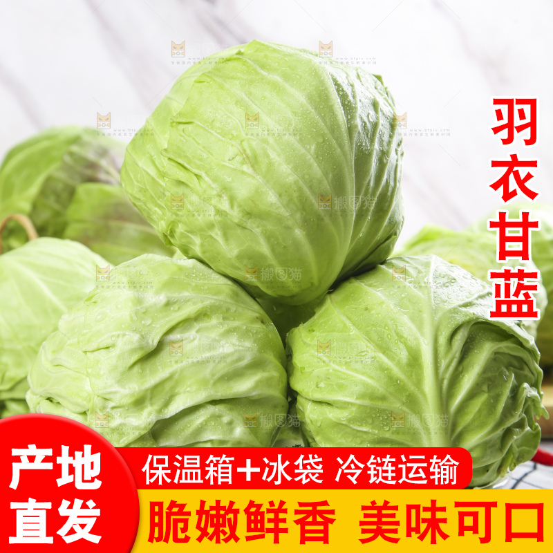 白格子底上的甘蓝包菜