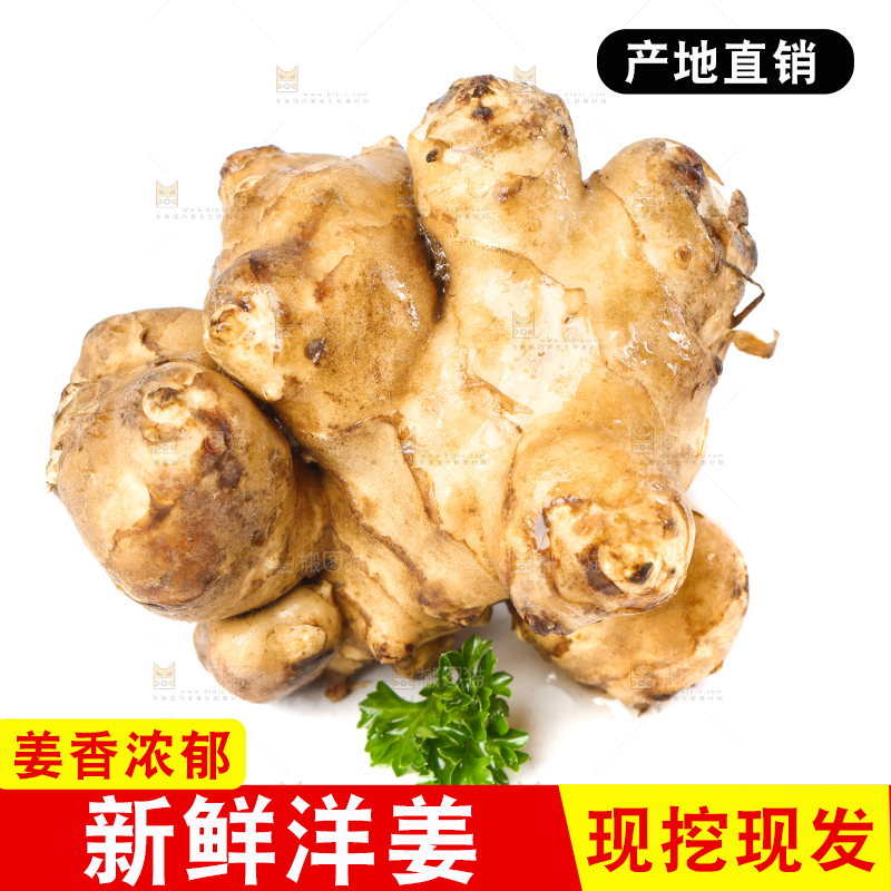 白底上的陕北高原洋姜