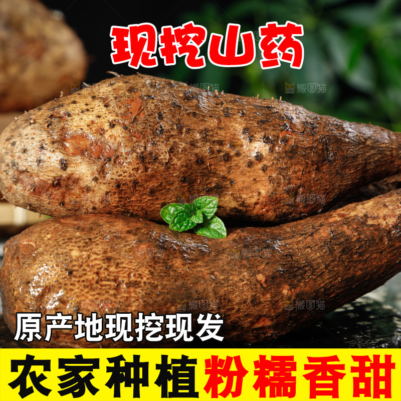 黑底上的金秤砣山药
