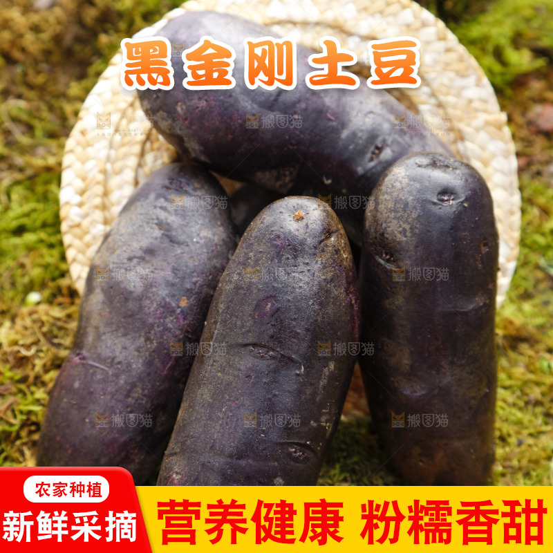 土地上的黑皮紫心土豆