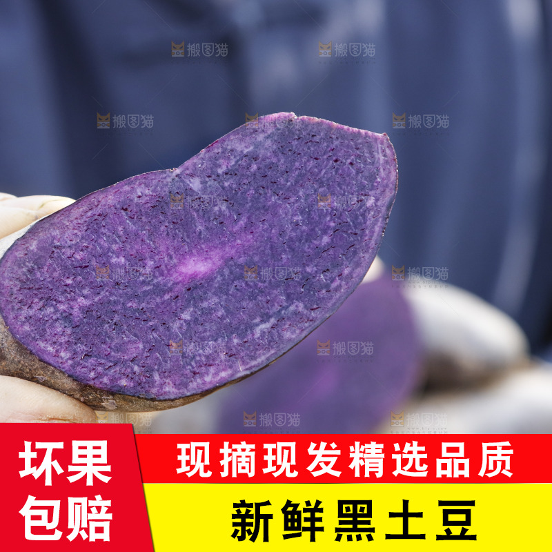 手里拿着农家紫土豆