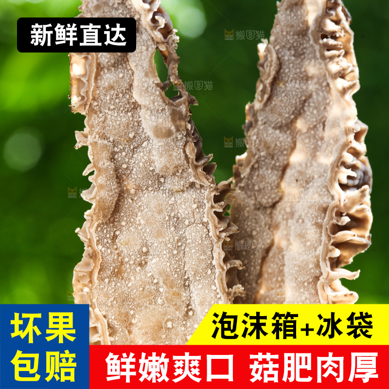 手拿切开的羊肚菌