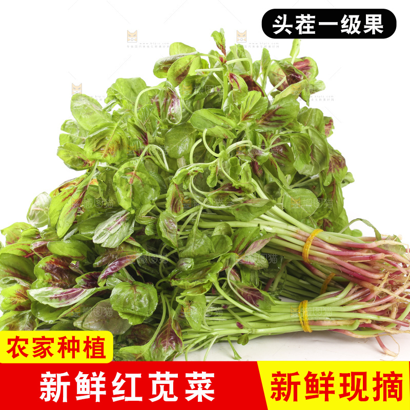 白底上的红苋菜