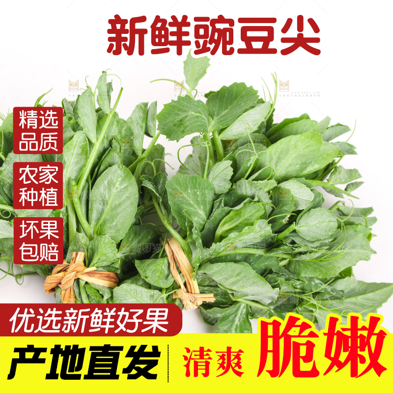 白底上摆放着新鲜豌豆苗