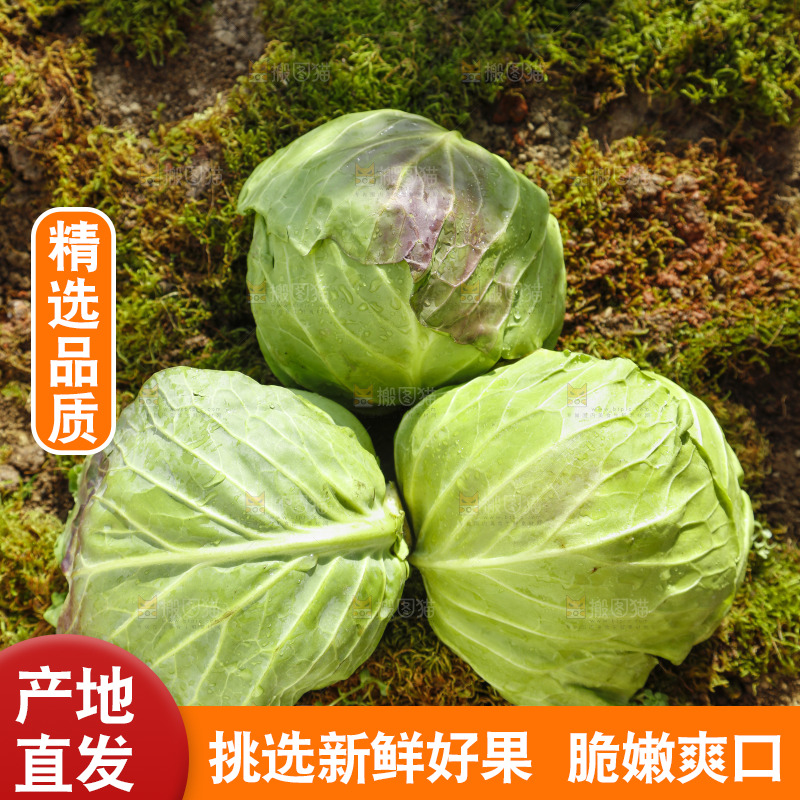 草地上放着绿甘蓝