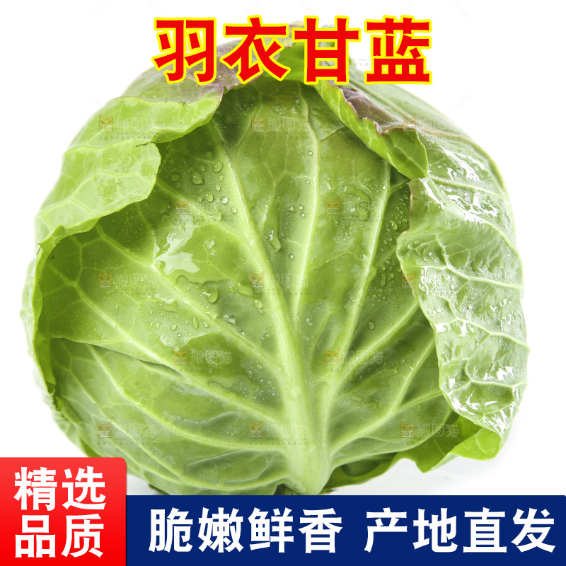 白底上的甘蓝包菜