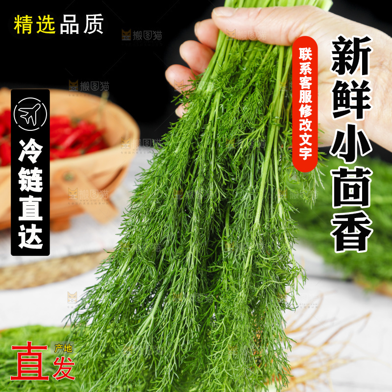 手里拿着小茴香