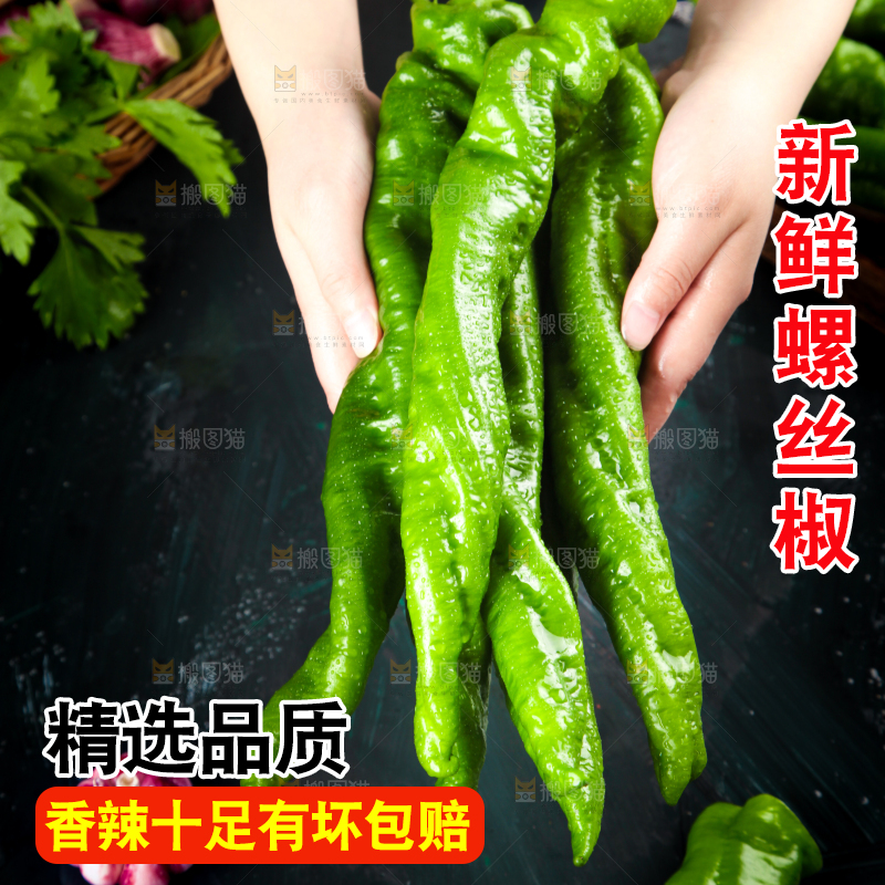 手里拿着新鲜螺丝椒