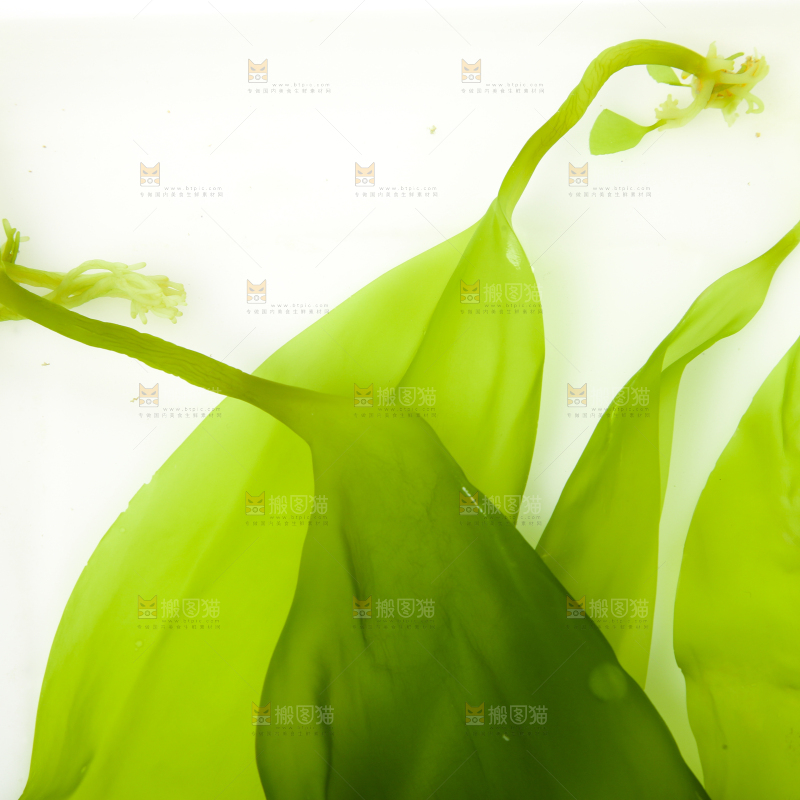 白底上放着海带苗