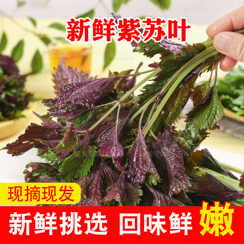 手拿紫苏叶