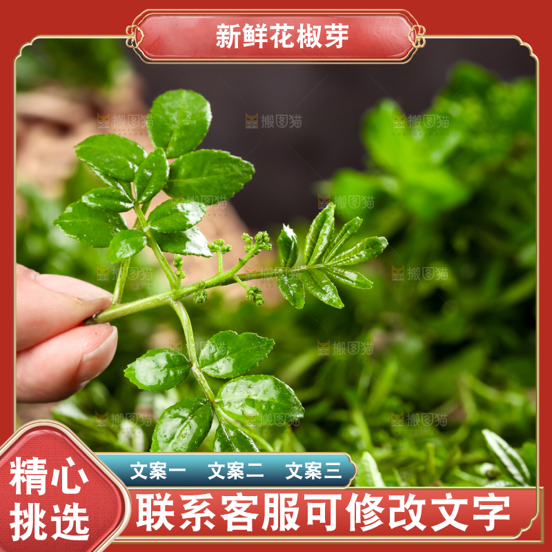 手拿新鲜花椒芽