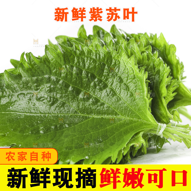 白底上的绿紫苏叶