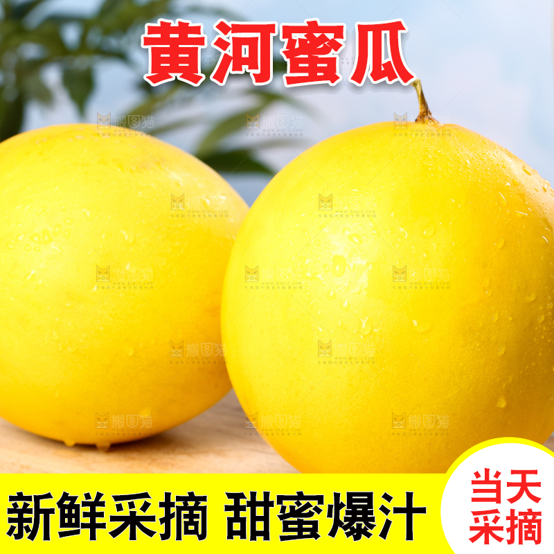 木底上的黄河密瓜