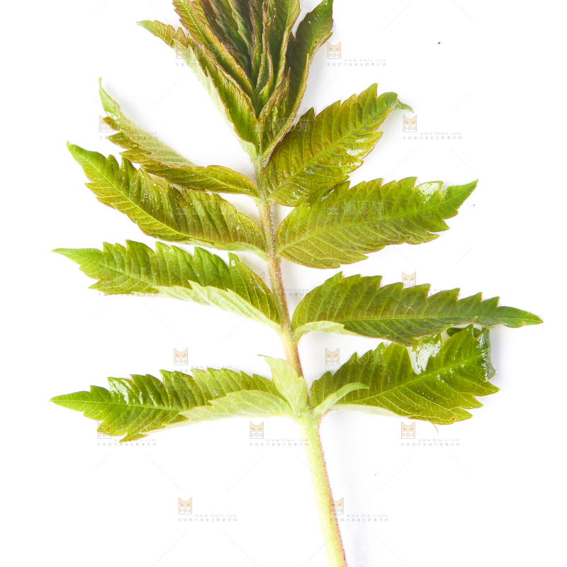 白底上放着新鲜香椿芽