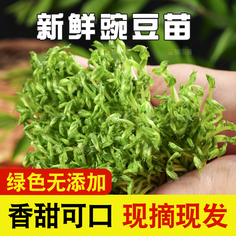 手里拿着新鲜豌豆苗