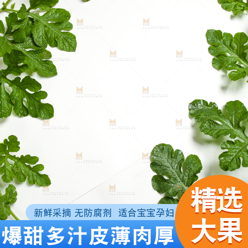 新鲜的西瓜藤放在白底上