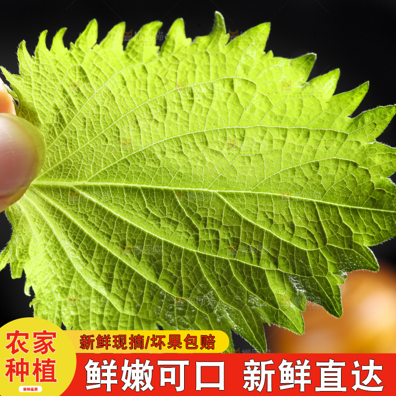手拿紫苏叶