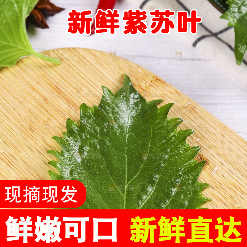 新鲜的绿紫苏叶放在木底上