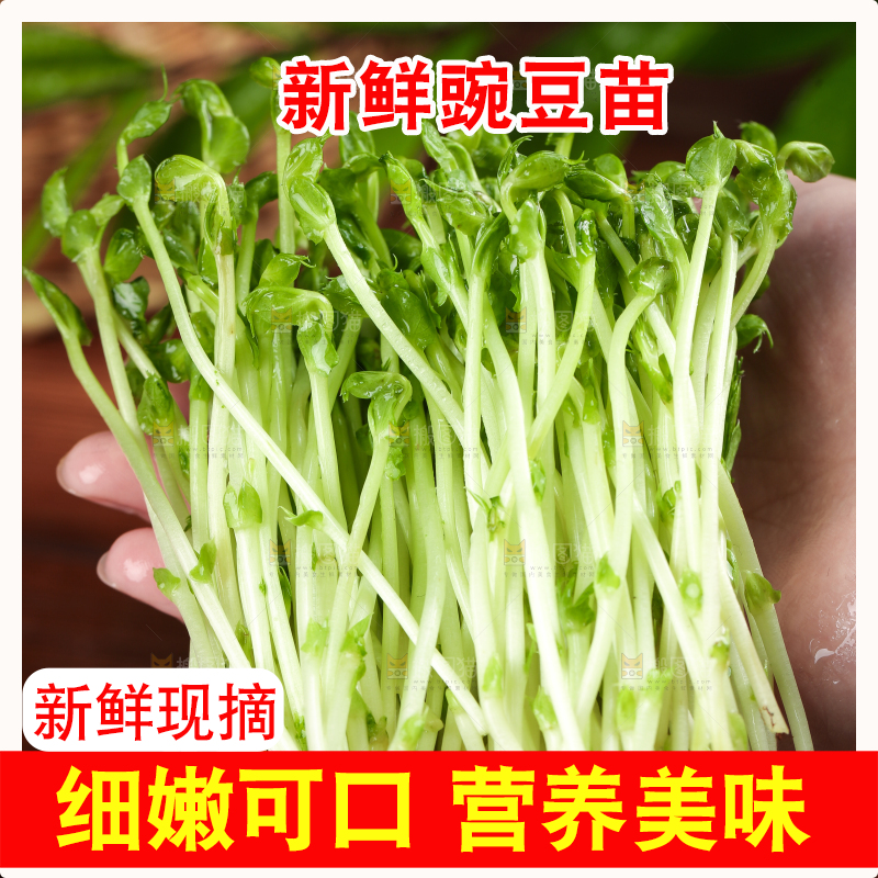 手里拿着新鲜豌豆苗