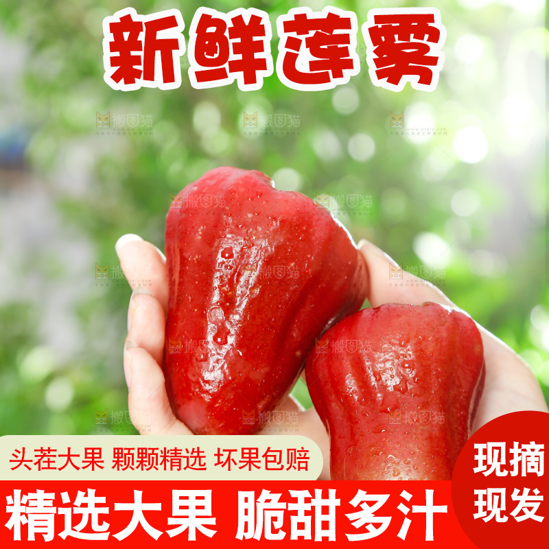手拿新鲜黑金刚莲雾