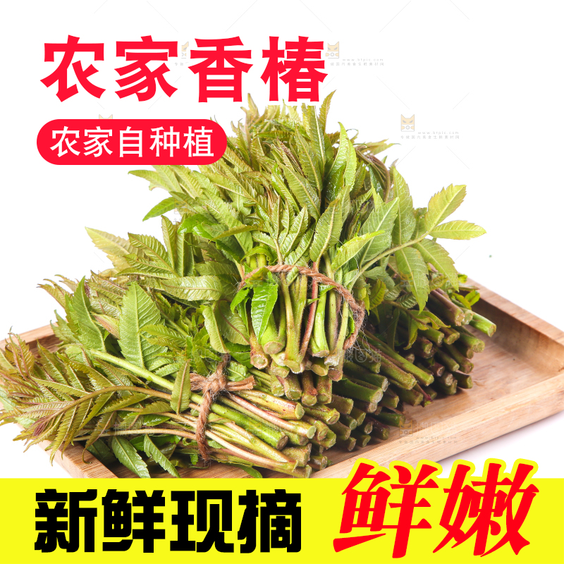 一盘新鲜香椿放在白底上